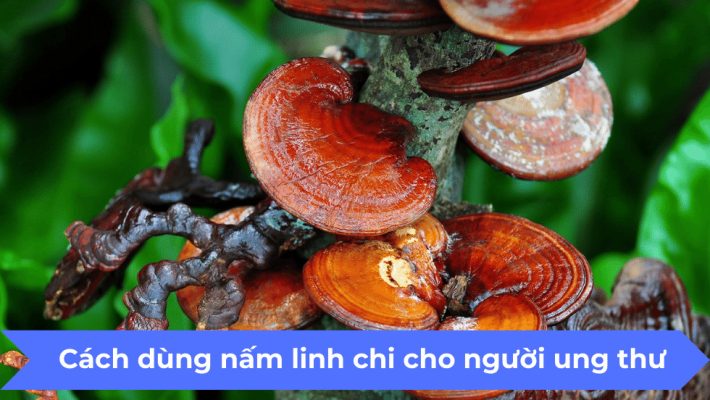 Cách dùng nấm linh chi cho người ung thư