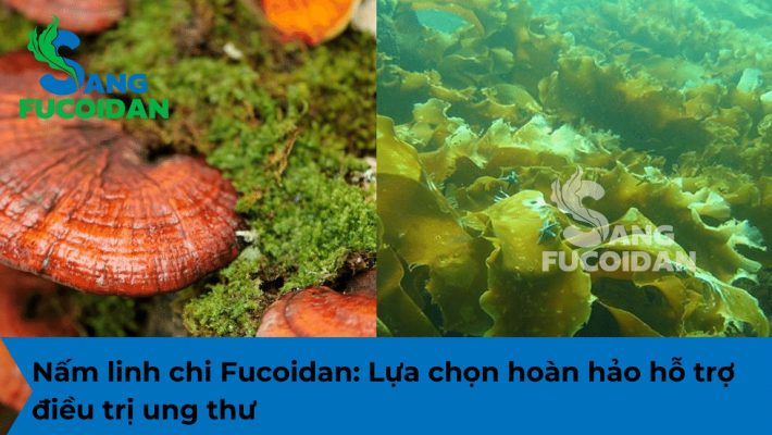 Nấm linh chi Fucoidan: Lựa chọn hoàn hảo hỗ trợ điều trị ung thư