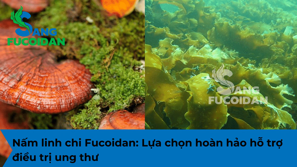 Nấm linh chi Fucoidan: Lựa chọn hoàn hảo hỗ trợ điều trị ung thư