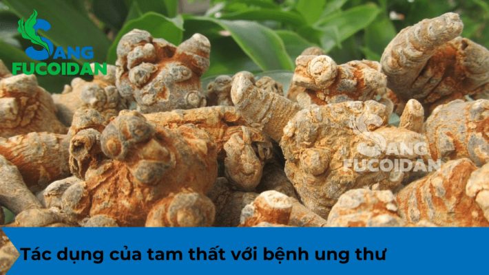 Tác dụng của tam thất với bệnh ung thư