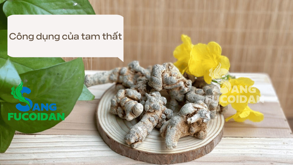 cách dùng tam thất chữa ung thư