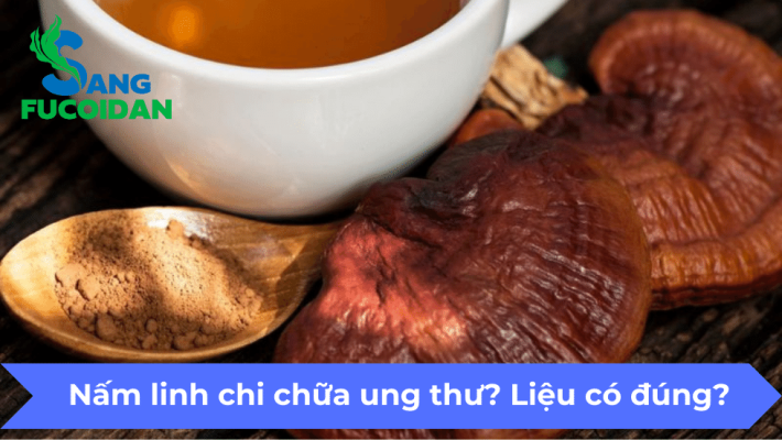 Nấm linh chi chữa ung thư? Liệu có đúng?