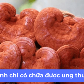 Nấm linh chi có chữa được ung thư không