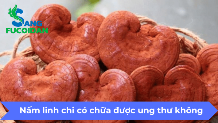 Nấm linh chi có chữa được ung thư không
