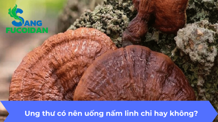 Ung thư có nên uống nấm linh chi hay không?