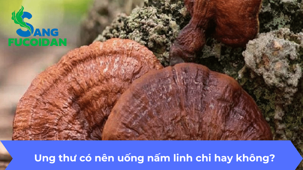 Ung thư có nên uống nấm linh chi hay không?